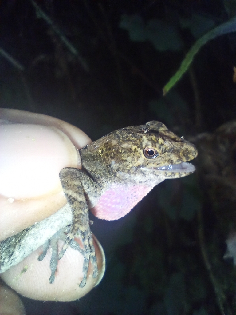 Hobart Smith's Anole