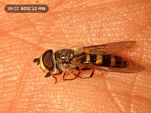 Unknown species found near Aspetong Rd, Bedford, NY, US