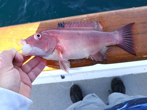 Bodianus pulcher