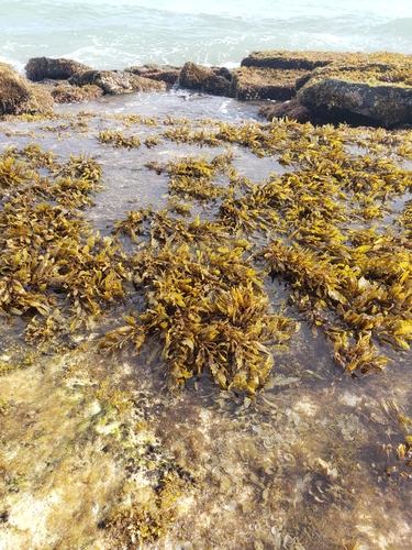 Sargassum echinocarpum observed 2026-03-27