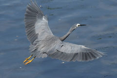 Common White-faced Heron - Photo (c) Christopher Stephens, some rights reserved (CC BY-SA), uploaded by Christopher Stephens