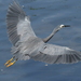 Common White-faced Heron - Photo (c) Christopher Stephens, some rights reserved (CC BY-SA), uploaded by Christopher Stephens