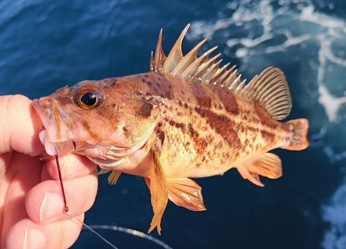 Calico rockfish (Sebastes dallii) — Sebastidae
