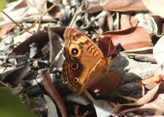 Junonia neildi