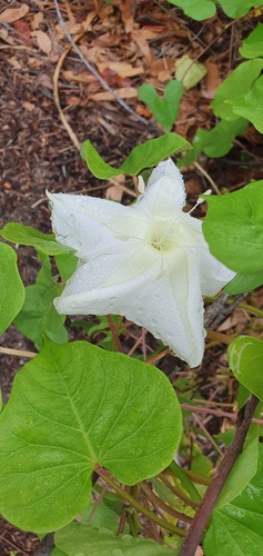 Ipomoea violacea iNat (1)
