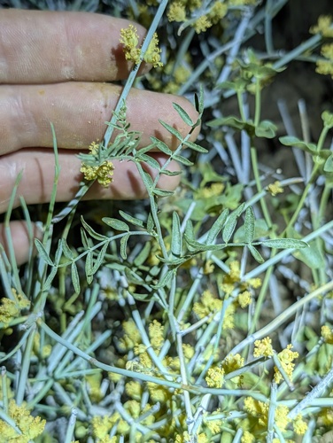 Lane Mountain milkvetch (Astragalus jaegerianus)