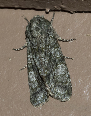 Copivaleria grotei