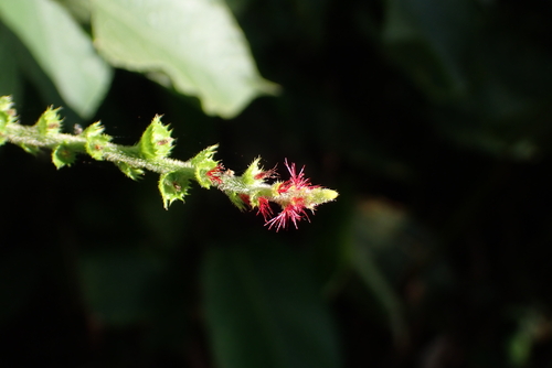Fire Dragon (Acalypha macrostachya)