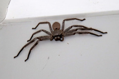 Isopeda canberrana