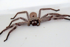Isopeda canberrana