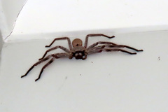 Isopeda canberrana