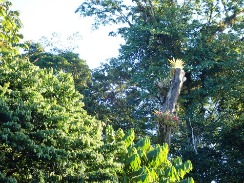 Aechmea mariae-reginae, photograph 5