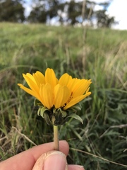 Balsamorhiza macrolepis