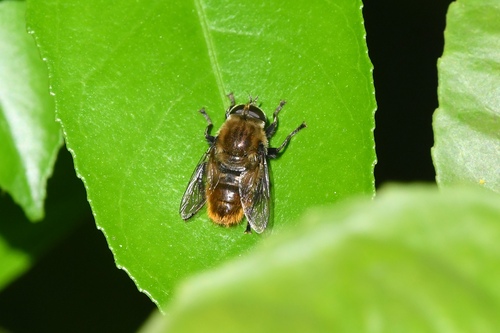 Unknown species found near 33rd St, East Sac, CA, USA