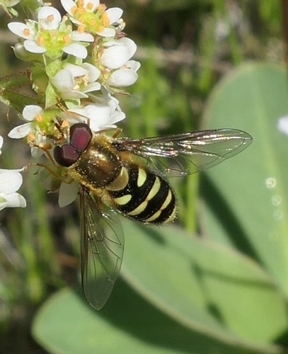 Unknown species found near Lyle, WA 98635, USA