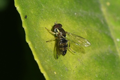 Unknown species found near 33rd St, East Sac, CA, USA