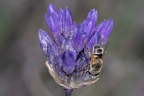 Unknown species found near Piñon Hills, CA, USA