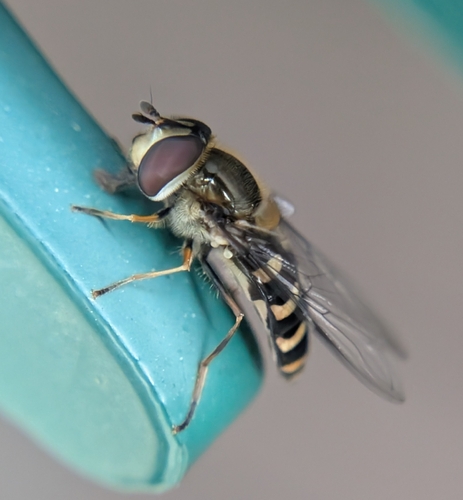 Unknown species found near Arnold, CA 95223, USA
