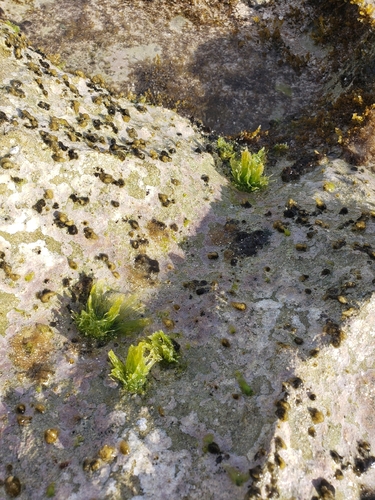 Chaetomorpha antennina observed 2026-03-27