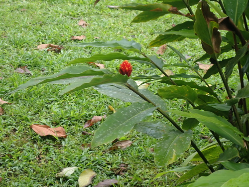 red renealmia (Renealmia cernua)