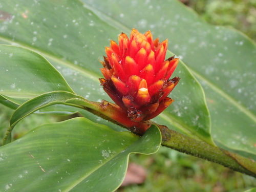 Renealmia cernua, photograph 4