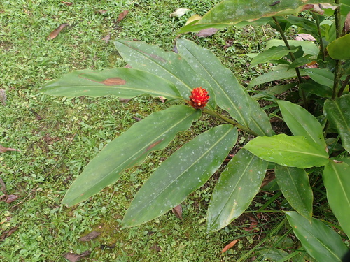 Renealmia cernua, photograph 5