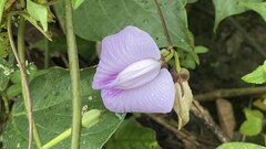 Centrosema brasilianum