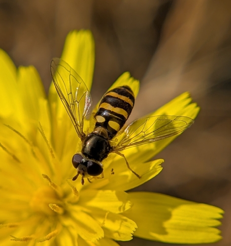 Unknown species found near The Arc, Sutter Creek, CA 95685, USA