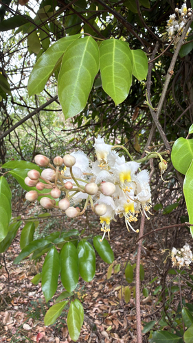 Hiptage (Hiptage benghalensis)
