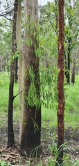Eucalyptus seeana