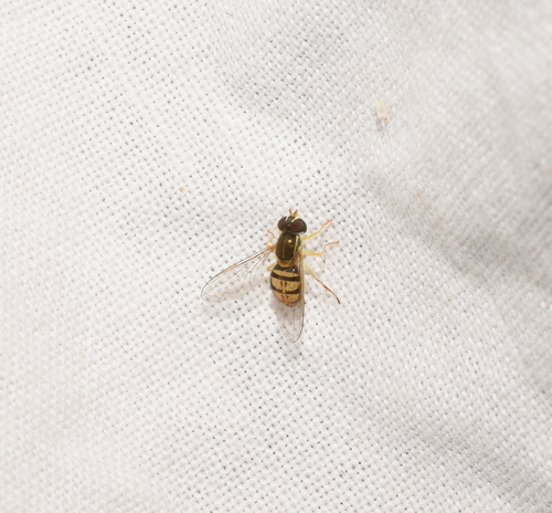 Unknown species found near Imperial County, CA, USA