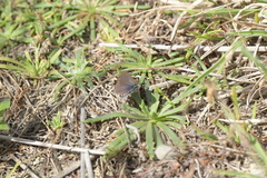 Zizina otis labradus