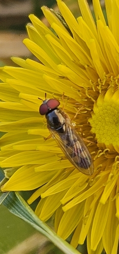 Unknown species found near Ottawa, KS 66067, USA