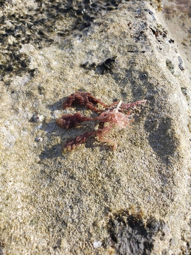 Asparagopsis taxiformis observed 2026-03-27