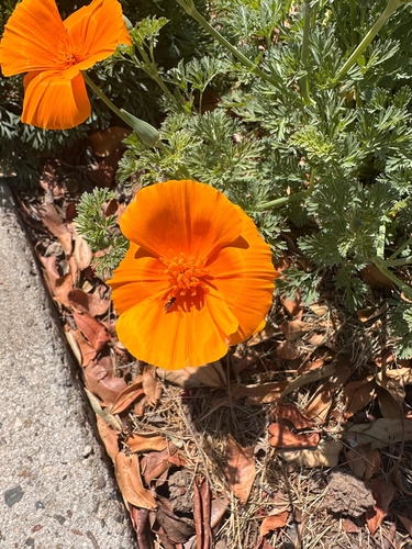 Unknown species found near California, US