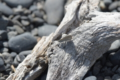 Zizina otis labradus