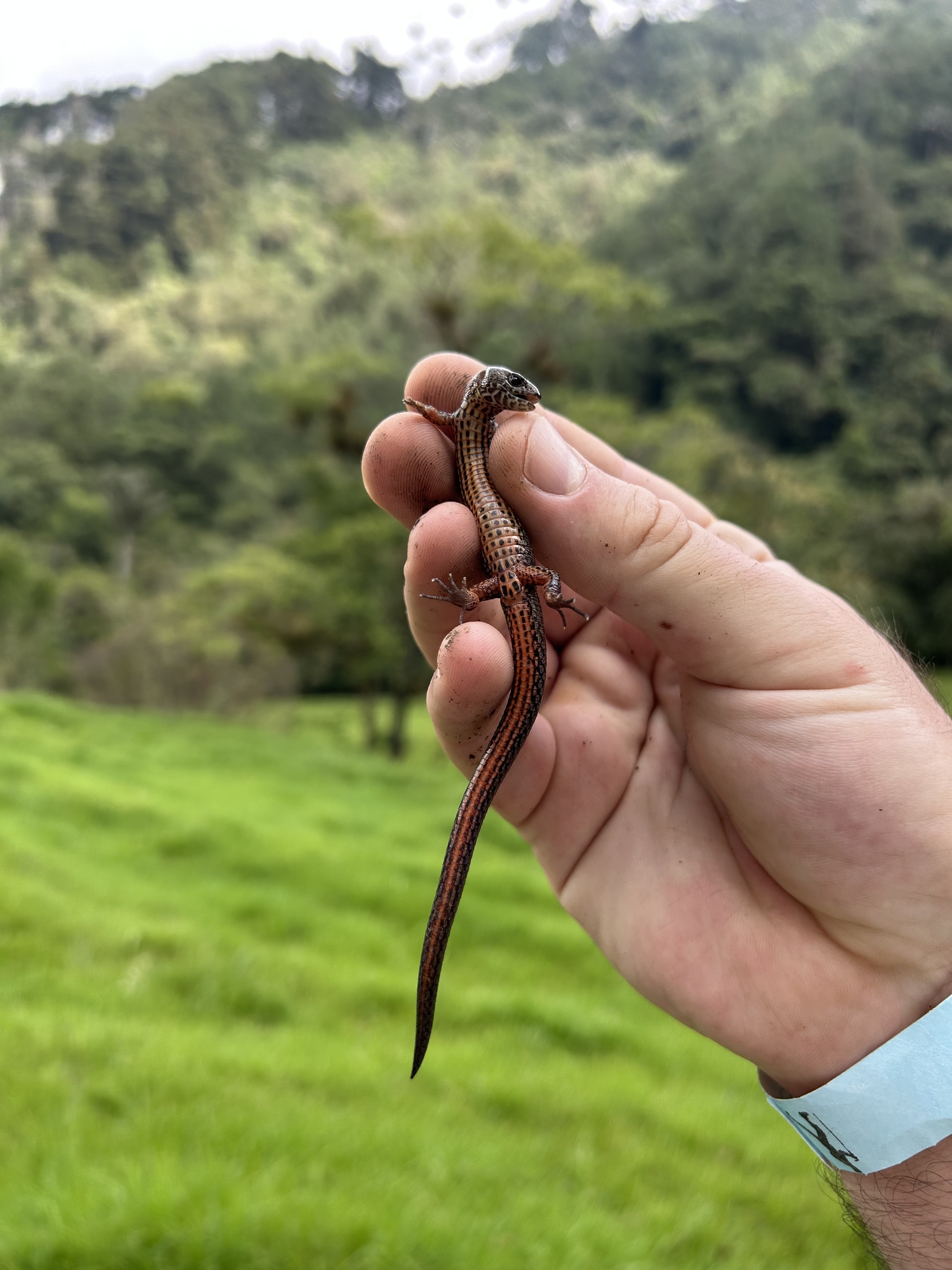 Colombian Lightbulb Lizard photo 4