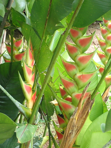 red christmas (Heliconia wagneriana)
