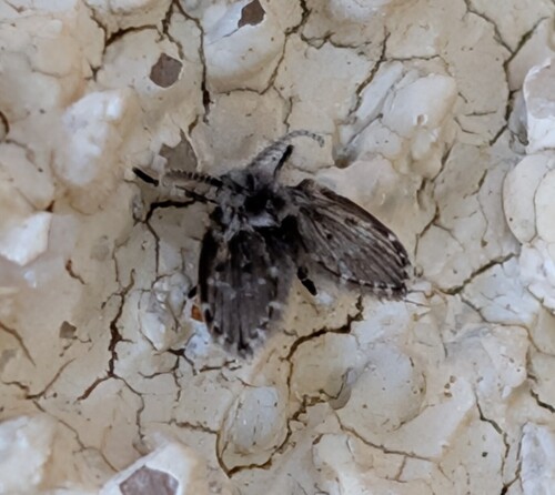 Unknown species found near Corona, CA, USA