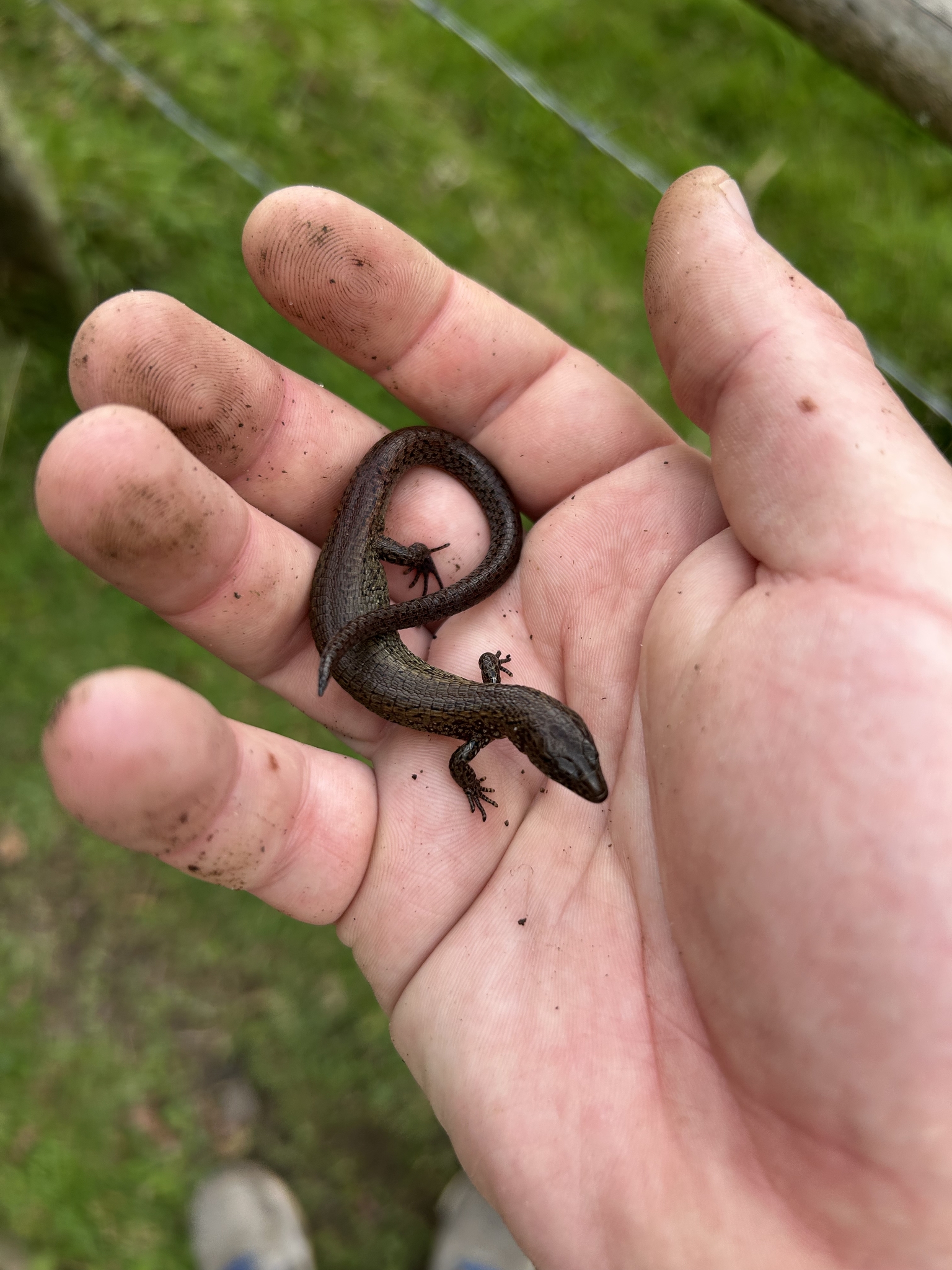 Colombian Lightbulb Lizard photo 5
