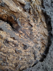Termitidae