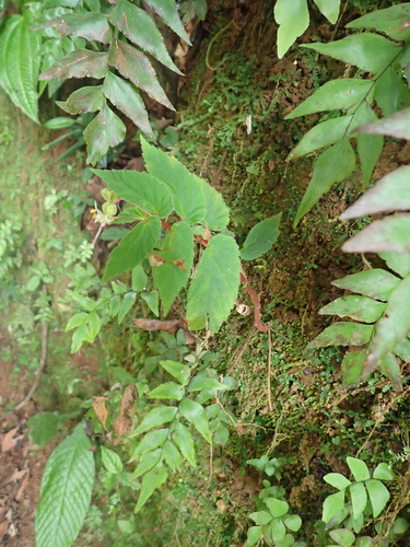 Begonia semiovata, photograph 6