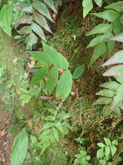 Begonia semiovata, photograph (c) Lena Struwe, some rights reserved (CC BY-SA)