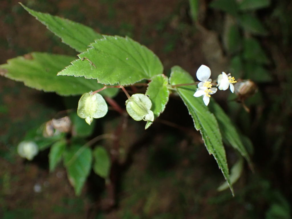 Begonia semiovata; photograph (c) Lena Struwe, some rights reserved (CC BY-SA)
