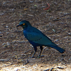 Lamprotornis chalybaeus