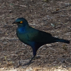 Lamprotornis chalybaeus