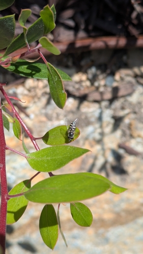 Unknown species found near California, US
