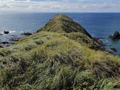 Poa foliosa