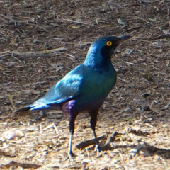 Lamprotornis chalybaeus