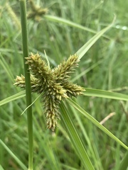 Cyperus aggregatus
